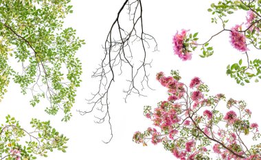 Baharda çiçek açan Tabebuia rosea çiçek pembe. Beyaz arka plan üzerinde izole Pembe çiçek.