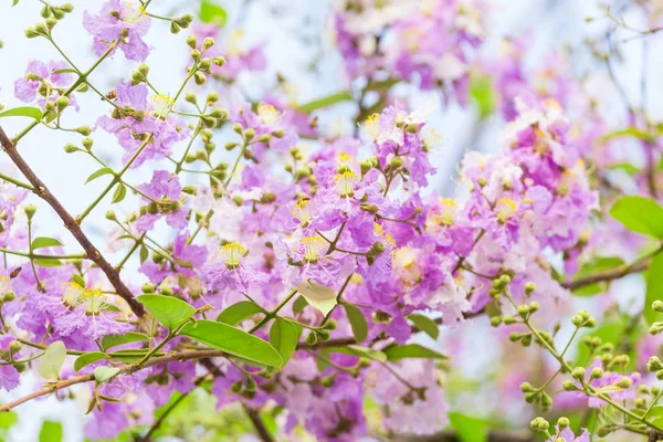 Lagerstroemia Floribunda Çiçek Olarak Bilinen Tay Krep Myrtle Kedah Bungor — Stok fotoğraf