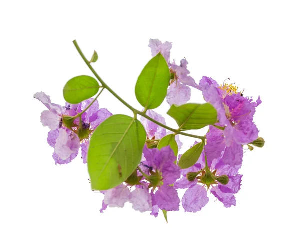 Lagerstroemia floribunda flor, também conhecida como murta crape tailandesa — Fotografia de Stock