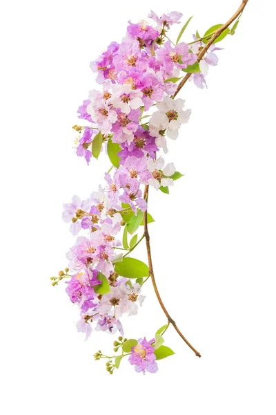 Lagroemia floriba цветок, также известный как тайский крабовый мирт — стоковое фото