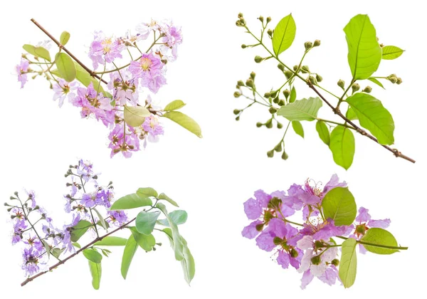 Lagerstroemia floribunda цветок изолирован на белом, также известный как — стоковое фото