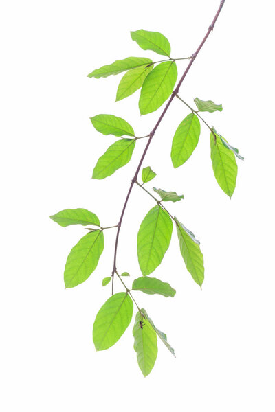 Lagerstroemia floribunda flower isolated on white, also known as Thai crape myrtle and kedah bungor, is a species of flowering plant in the Lythraceae family. It is native of the tropical region of Southeast Asia