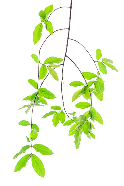 Lagerstroemia floribunda flower, also known as Thai crape myrtle