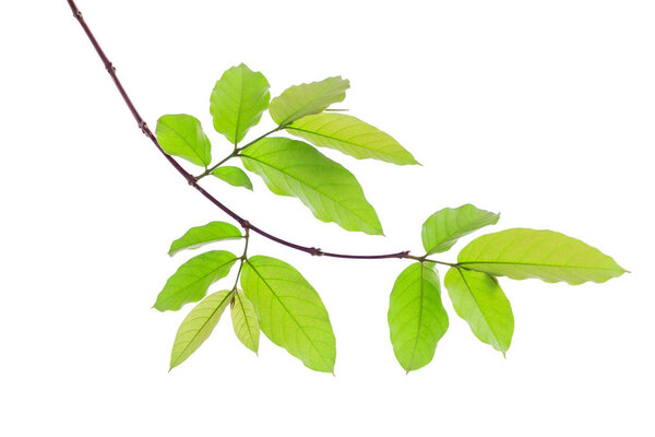 Lagerstroemia floribunda flower, also known as Thai crape myrtle