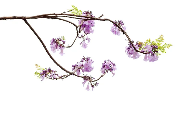 Jacaranda çiçek izole beyaz arka planda, bir tür ile bir