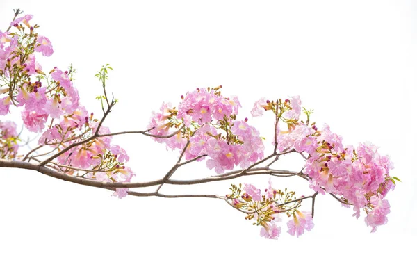 Розовый табебуя розовый цветок цветет весной. Розовый цветок — стоковое фото