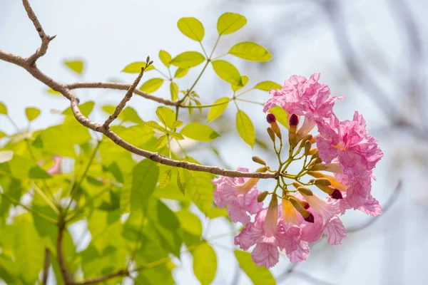 Pembe Tabebuia rosea çiçek — Stok fotoğraf