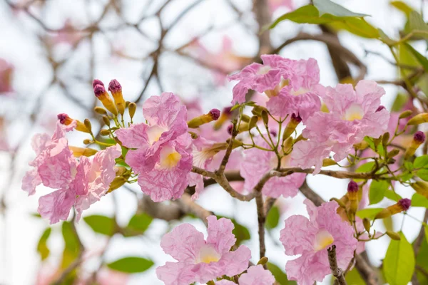 Pembe Tabebuia Rosea Çiçek — Stok fotoğraf