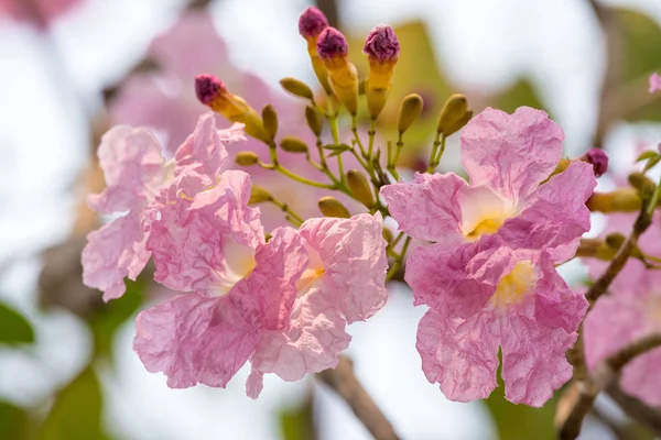 Pink Tabebuia Rosea Flower — Stock Photo, Image