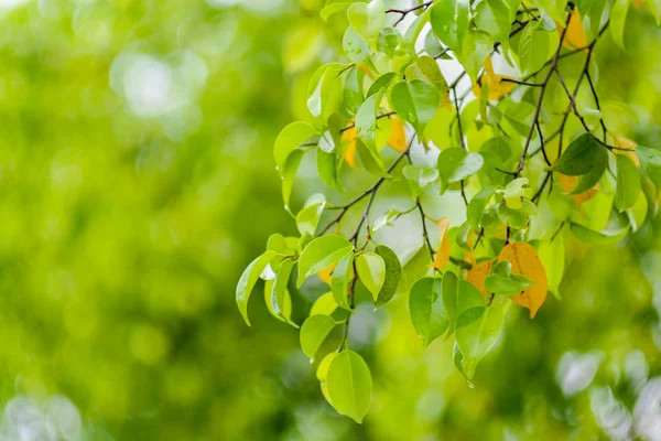 Hoja Verde Del Árbol Ramas Fondo Naturaleza Bokeh — Foto de Stock