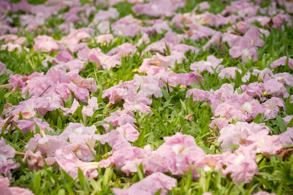Ροζ Λουλούδια Tabebuia Rosea Άνθος Μαραμένα Στο Καταπράσινο Γρασίδι — Φωτογραφία Αρχείου