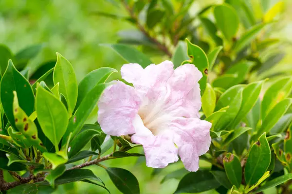 Pink Tabebuia Rosea Flower — Stock Photo, Image