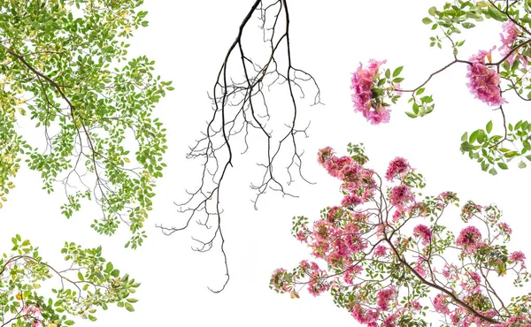 Baharda çiçek açan Tabebuia rosea çiçek pembe. Beyaz arka plan üzerinde izole Pembe çiçek.