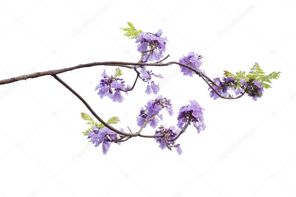 Jacaranda Flower isolated on white background, a species with an