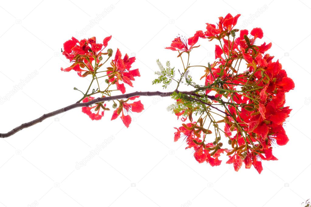 royal poinciana flower , red flower isolated on white background