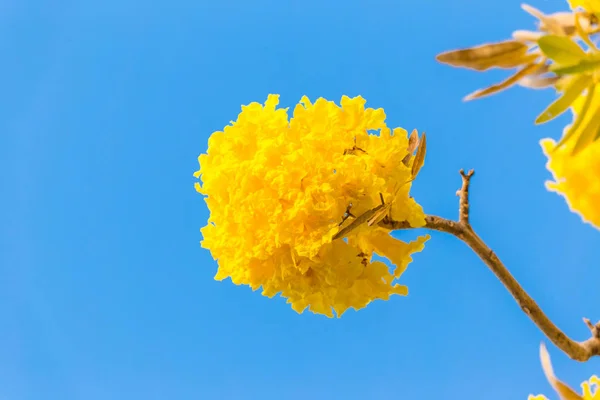 Gelbes Pridiyathorn Gelbe Blume Der Natur Blauer Himmel Hintergrund — Stockfoto