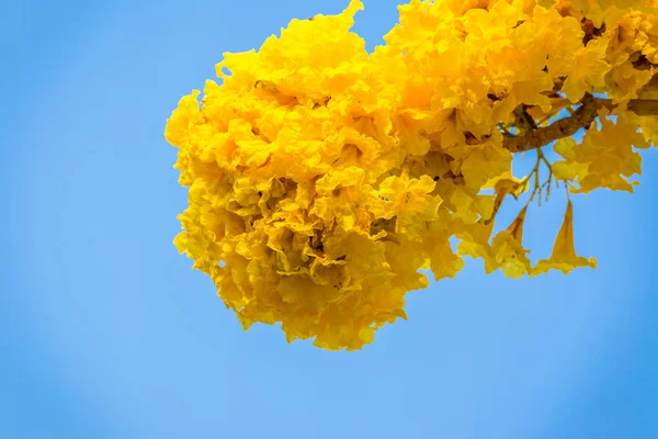Żółty Kwiat Pridiyathorn Żółty Tle Niebo Natura Niebieski — Zdjęcie stockowe