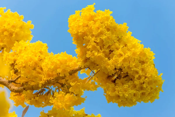 Yellow Pridiyathorn Yellow Flower Nature Blue Sky Background — Stock Photo, Image