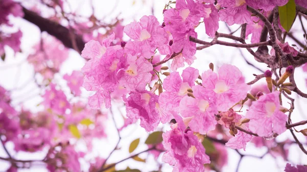 Pembe Tabebuia rosea çiçek