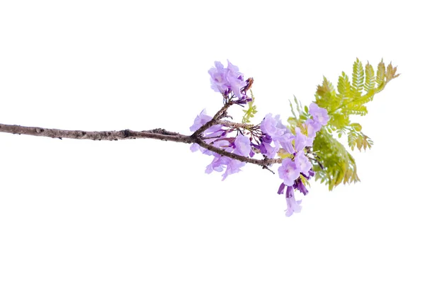 Gros plan de beaux jacarandas violets, isolés sur blanc — Photo