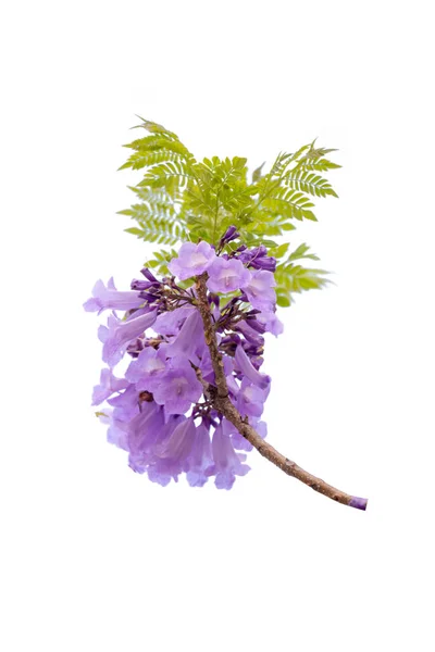 Закрыть красивые фиолетовые деревья якаранды, изолированные на белом — стоковое фото