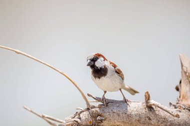 Doğal ağaç dalına kuştur.