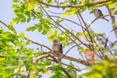 Doğal ağaç dalına kuştur.