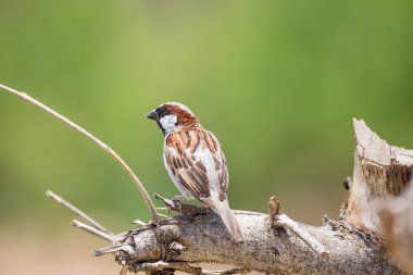 Doğal ağaç dalına kuştur.