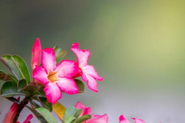 Flower Garden Nature Light Background — Stock Photo, Image