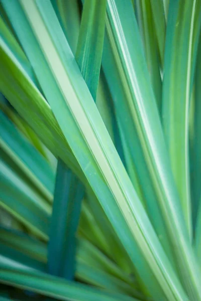 Sluiten van groen blad in de tuin. — Stockfoto