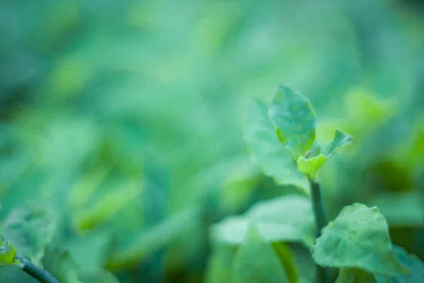 Primer plano de la hoja verde en el jardín . — Foto de Stock