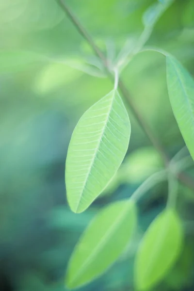 Primer plano de la hoja verde en el jardín . — Foto de Stock