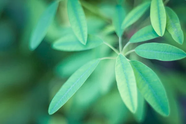 Primer plano de la hoja verde en el jardín . — Foto de Stock