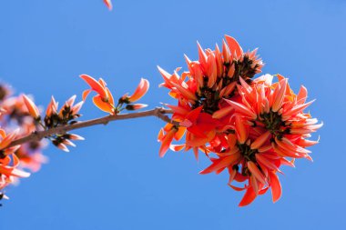 Butea monosperma Butea Hint medeniyetlerinin ve Güneydoğu Asya tropik ve alt tropikal bölümlerine yerli familyasından bir.