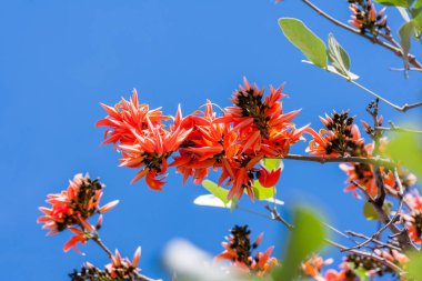 Butea monosperma Butea Hint medeniyetlerinin ve Güneydoğu Asya tropik ve alt tropikal bölümlerine yerli familyasından bir.