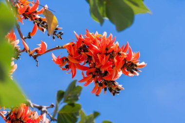 Butea monosperma Butea Hint medeniyetlerinin ve Güneydoğu Asya tropik ve alt tropikal bölümlerine yerli familyasından bir.