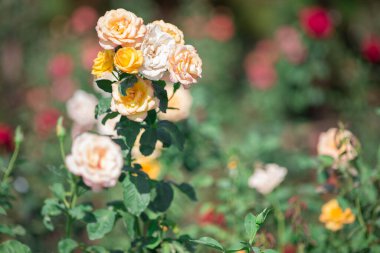 Bahçede sarı ve beyaz gül çiçeği. Doğa arkaplanı.