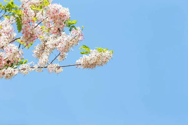 White and pink flower on sky background.