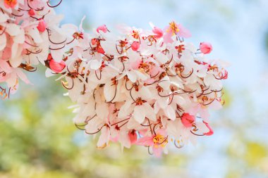 Gökyüzünde beyaz ve pembe çiçek.