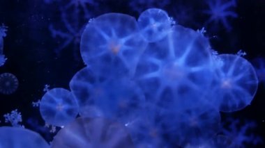 Yakın çekim denizanası, Medusa fish tank neon ışık ile. Denizanası genellikle saydamdır jellylike bell - veya daire biçimli bir vücut ile free-swimming deniz coelenterate olduğunu