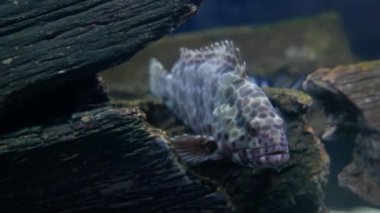 Güzel balık içinde belgili tanımlık akvaryum dekorasyon su üzerinde arka plan bitki. Renkli balık balık tank.