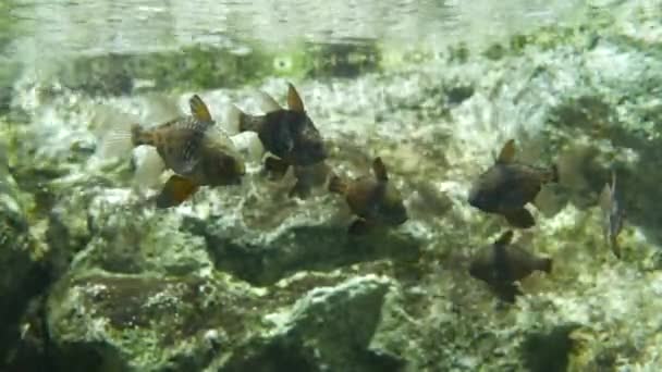 Hermosos Peces Acuario Decoración Fondo Plantas Acuáticas Pez Colorido Pecera — Vídeo de stock