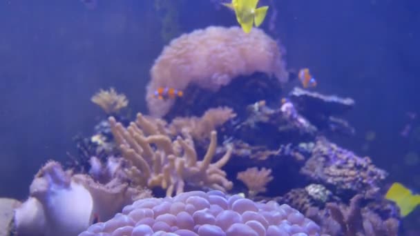 美丽的鱼在水族箱上装饰水生植物的背景 鱼缸里的五彩鱼 — 图库视频影像