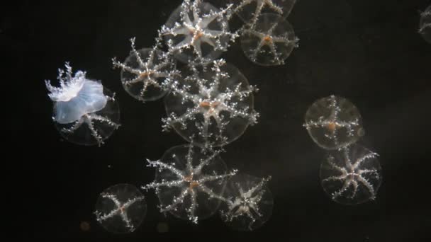 Jellyfish Close Medusa Tanque Peixe Com Luz Néon Medusa Coelenterato — Vídeo de Stock