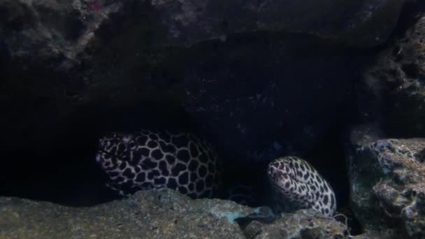海鳗鱼在鱼缸 水族馆装饰 鱼缸里的莫雷鳗鱼 — 图库视频影像