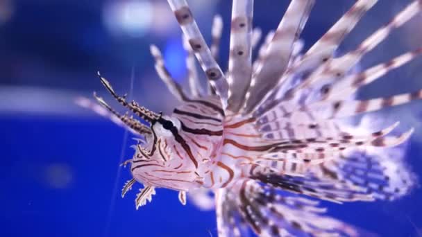 Beau Poisson Dans Aquarium Sur Décoration Des Plantes Aquatiques Fond — Video