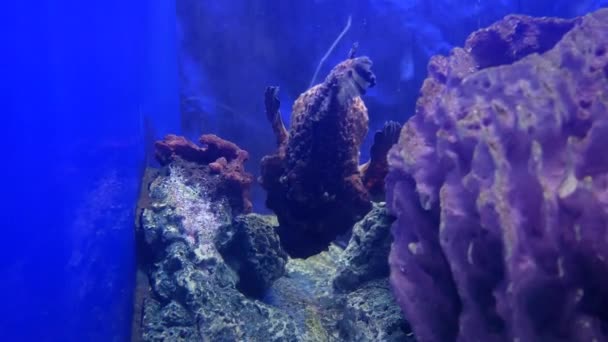 水生の装飾に水族館の美しい魚の植物の背景 魚の水槽にカラフルな魚 — ストック動画