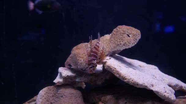 Bei Pesci Nell Acquario Decorazione Sfondo Piante Acquatico Pesce Colorato — Video Stock