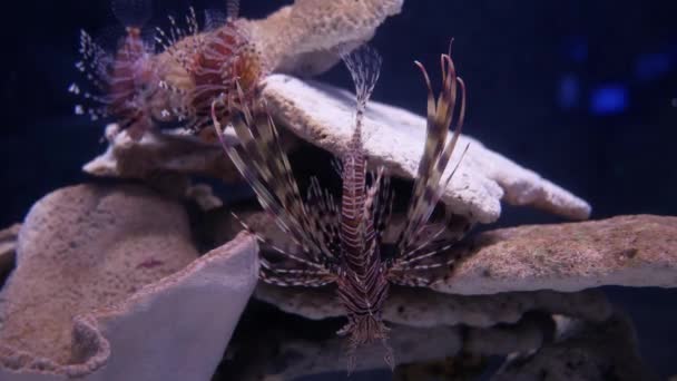 Mooie Vissen Het Aquarium Aan Decoratie Van Aquatische Planten Achtergrond — Stockvideo