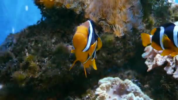 Όμορφο Ψάρι Μέσα Στο Ενυδρείο Για Διακόσμηση Των Υδρόβιων Φυτών — Αρχείο Βίντεο